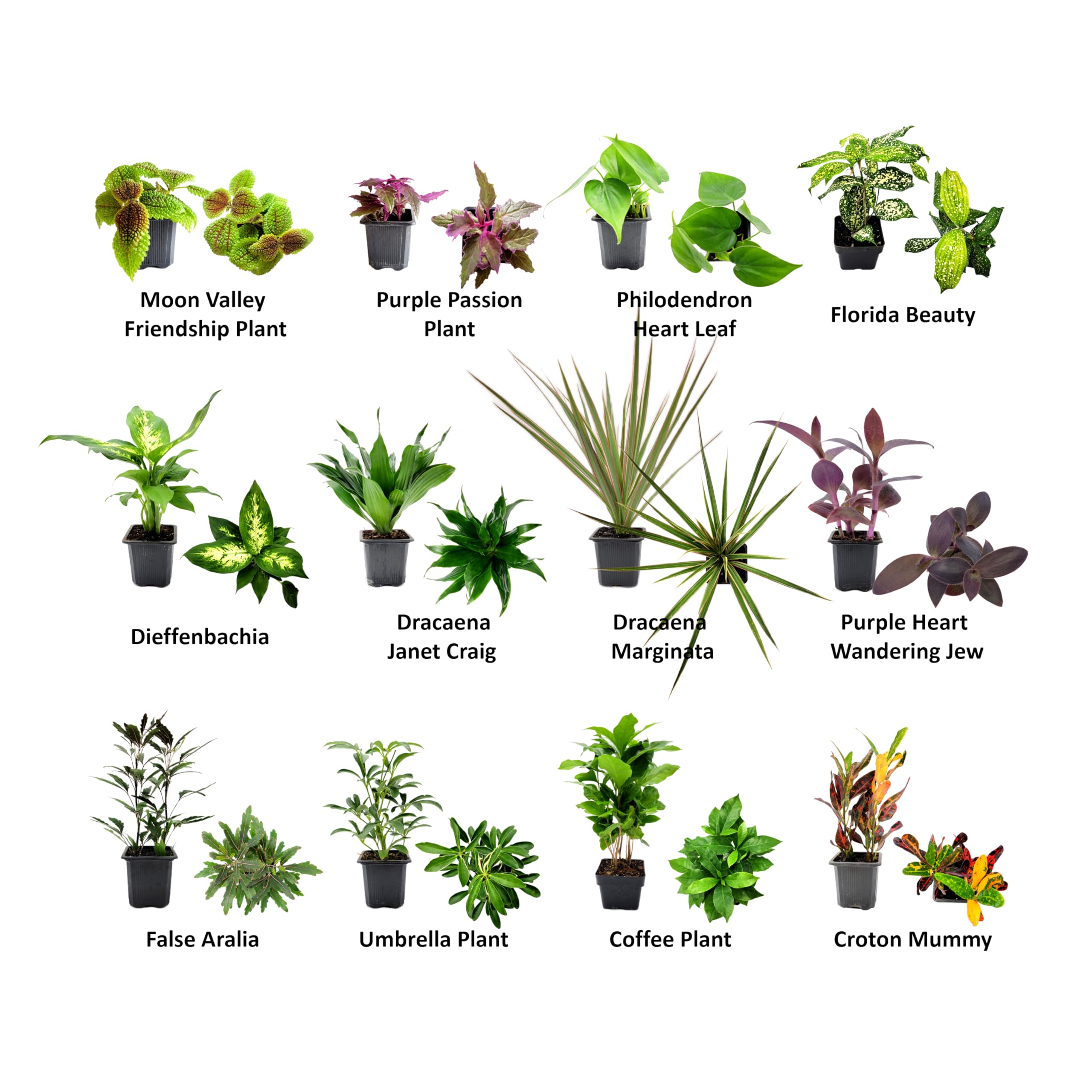 Amazon.com : 8PK 3” Pot Live Plant Collection, No Duplicates for